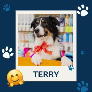 Tentokrát je Terry vo vianočnom 🎄❄️! Terry je jedným z našich štvornohých pomocníkov, ktorý nám vždy ochotne pózuje pri...